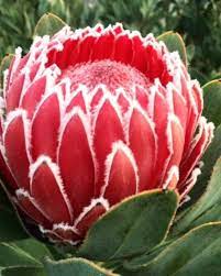 Bicolored flowers are some of the most unique flowers to grow, along with those that are big or have unusual shapes. Unique Flowers Home Facebook