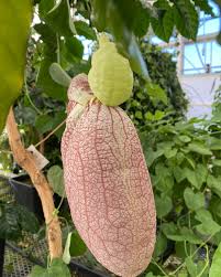 Image result for Aristolochia albida