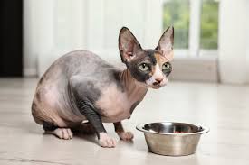 Aus dem altertum sind schriftliche quellen bekannt, die von haarlosen katzen berichten, die schon bei den azteken beliebt waren. Sphynx Katze Passt Diese Rasse Zu Mir