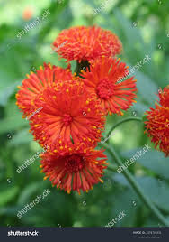 Image result for Emilia coccinea