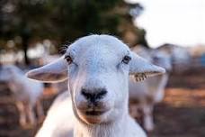 Shepherd Experience: Farm Tour with Sheep Interaction