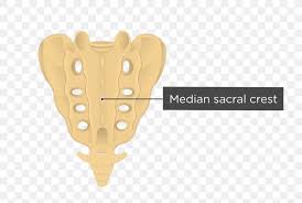 Sacrum Coccyx Vertebral Column Human Body Anatomy Png 745x550px Watercolor Cartoon Flower Frame Heart Download Free