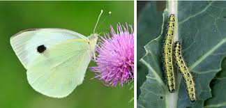 Check spelling or type a new query. Outwit Cabbage Whites To Save Your Brassicas The English Garden