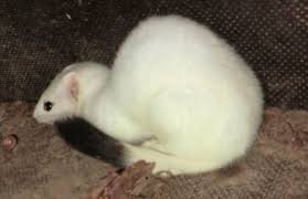 See more of hermelin on facebook. Untersuchung Zur Verbreitung Von Hermelin Und Mauswiesel Gameconservancy De