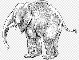 Gambar gambar gajah sketsa paling baru download now sketsa gambar. Gajah India Gajah Afrika Menggambar Cetacea Sketsa Orang Orang Dengan Binatang Mamalia Karnivora Yang Lain Png Pngwing