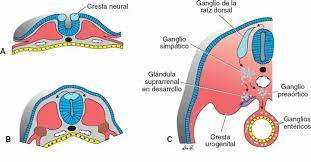 Estructura de la Néurula