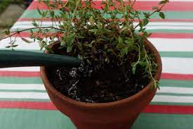 Au mois de mars le thym commence à être en la culture du thym au jardin ou en pot et éventuellement entre les pierres d'un dallage ne posera aucun problème bien tasser et arroser régulièrement mais sans excès pour maintenir l'humidité. Thym En Pot