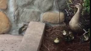 Gambarcoid bebek adalah hewan yang termasuk dalam spesies burung. Lucu Dan Kasihan Bebek Bebek Kecil Ini Berusaha Loncati Rintangan Tribun Jogja