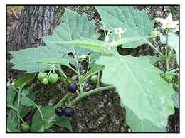 Image result for Solanum memphiticum