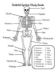 Skeletal System Study Guide By Fantastic In 4th Tpt