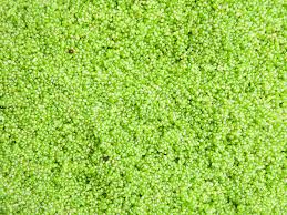 Image result for Wolffia