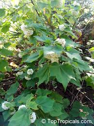Image result for Dombeya burgessiae