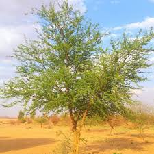Image result for Acacia gerrardii