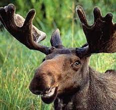 Check spelling or type a new query. Petition English Language Make Meese The Official Word For The Plural Of Moose Change Org