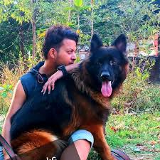 Why does a german shepherd puppy cost so much? Royal Pets Home Facebook