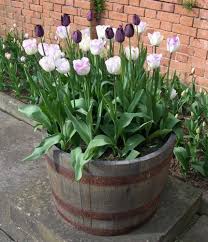 Container Gardening Small Backyard Gardens Planting Flowers Backyard Garden