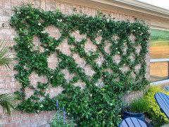 Check spelling or type a new query. Did Your Star Confederate Jasmine Survive The Freeze