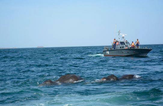 Elephants don't generally swim in the sea. But in the late 1950s, there was  a 'sea-swimming' elephant in the Trincomalee Harbor in Sri Lanka. A full  account of this story can be