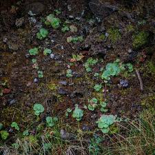 Image result for Monopsis zeyheri