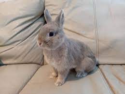 It has a compact body with an oversized head and large eyes, making it quite adorable. Rabbit For Adoption Dolly A Netherland Dwarf In Los Angeles Ca Petfinder