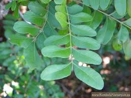 Image result for Ptaeroxylon obliquum