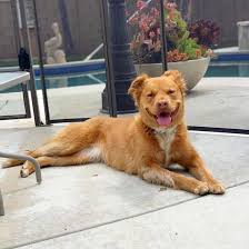 Get To Know 57 Of The Best Golden Retriever Mixes K9 Web