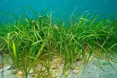 Junior Ecologists (ages 6-9): Estuary Plants
