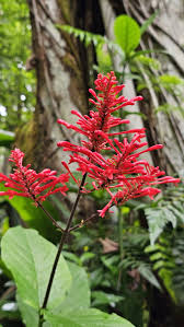 Image result for Odontonema cuspidatum