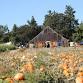 Pheasant Fields Farm Harvest Festival event image