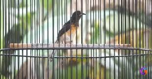 Check spelling or type a new query. Ciri Ekor Murai Batu Medan Trotol Jantan Dan Betina