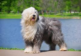 The old english sheepdog is a strong, compact, square dog. Old English Sheepdog Dog Breed Information Home Living