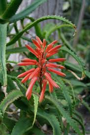 Aloe Pruinosa Botanischer Garten Bochum Plants Flora Garden