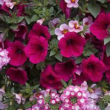 Romance Hanging Basket Collection Spring Hill Nurseries Annual Flowers Annual Flower Beds Petunia Flower