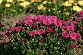 Последние твиты от long stems (@long_stems). Chrysanthemums Bring Brilliant Color To Fall Gardens