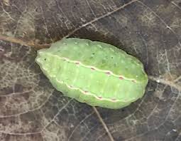 Image result for Apoda limacodes