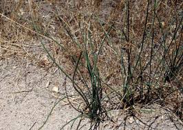 Image result for Juncus balticus