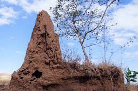 シロアリ の 巣 構造