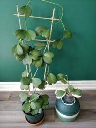 Caring For Your Hoya Kerrii Plant Care And Tips Home By Faith House Plants Indoor Trellis Plants Hanging Plants