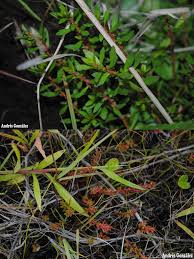 Image result for Laurembergia tetrandra