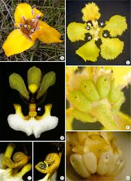 Image result for Diclis tenella