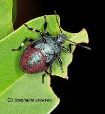 Image result for Aizoon schellenbergii