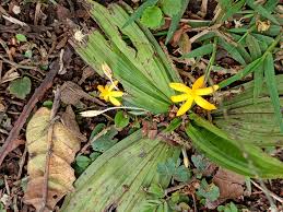 Image result for Curculigo