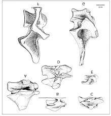 Adjective masculine cervicales m pl, f pl. Vertebras Cervicales Medias Y Posteriores De Titanosaurios En Vista Download Scientific Diagram