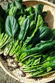 ほうれん草のプランターでの育て方 初心者でもたっぷり収穫できる栽培のコツとは 暮らし の