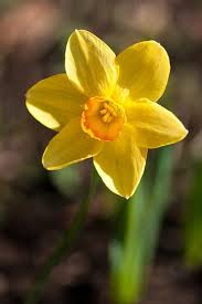 Daffodil Daffodils Yellow Flowers Amazing Flowers