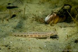 Image result for Kotschya prittwitzii