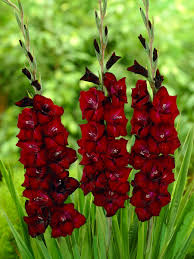 Image result for Gladiolus bellus