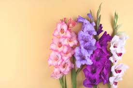 Gladiolus is a classic perennial known for its tall flower spikes and large, colorful blooms. How To Plant Gladiolus A Step By Step Guide Gardening Dream
