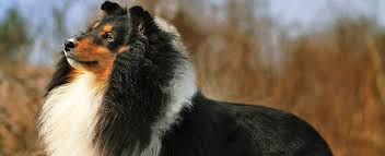 However, not all miniature shelties are created. Shetland Sheepdog Sheltie Dog Breed Profile Petfinder