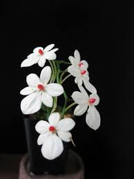 Image result for Aerangis stelligera